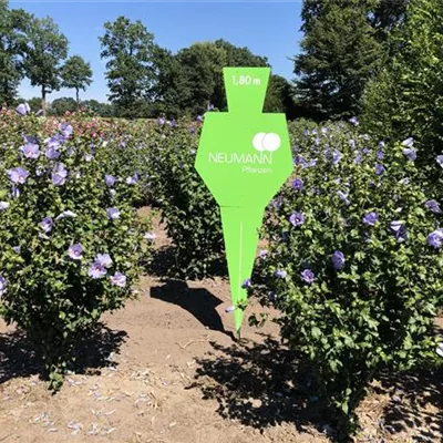 Sol 3xv mB 125- 150 - Garteneibisch 'Blue Bird' - Hibiscus syriacus 'Blue Bird' - Collection