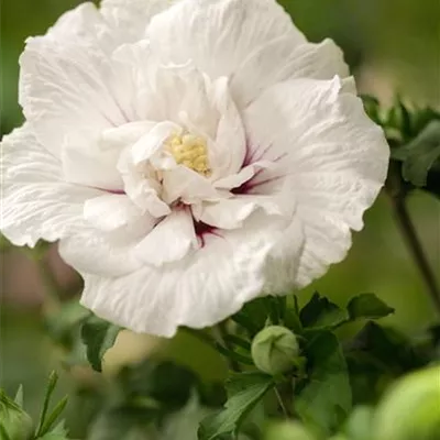 Sol 3xv mB 60- 80 - Garteneibisch 'China Chiffon' -R- - Hibiscus syriacus 'China Chiffon' -R- - Collection