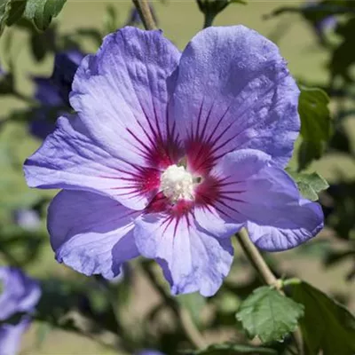 Sol 3xv mB 60- 80 - Garteneibisch 'Coelestis' - Hibiscus syriacus 'Coelestis' - Collection