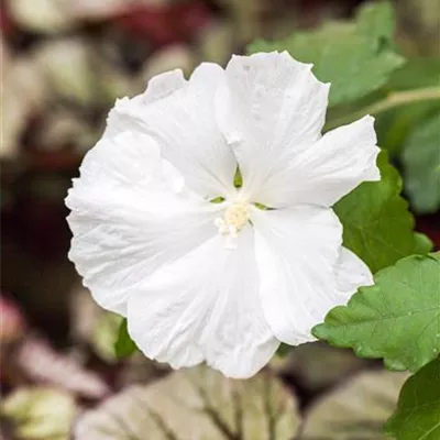 Sol 3xv mB 60- 80 - Garteneibisch 'Diana' - Hibiscus syriacus 'Diana' - Collection