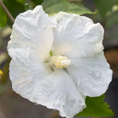 Sol 3xv mB 60- 80 - Garteneibisch 'William R.Smith' - Hibiscus syriacus 'William R.Smith' - Collection