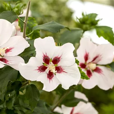 Sol 3xv mB 60- 80 - Garteneibisch 'Hamabo' - Hibiscus syriacus 'Hamabo' - Collection