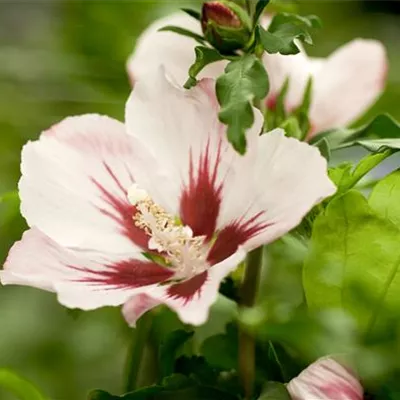 Sol 3xv mB 80- 100 - Garteneibisch 'Mathilda' - Hibiscus syriacus 'Mathilda' - Collection