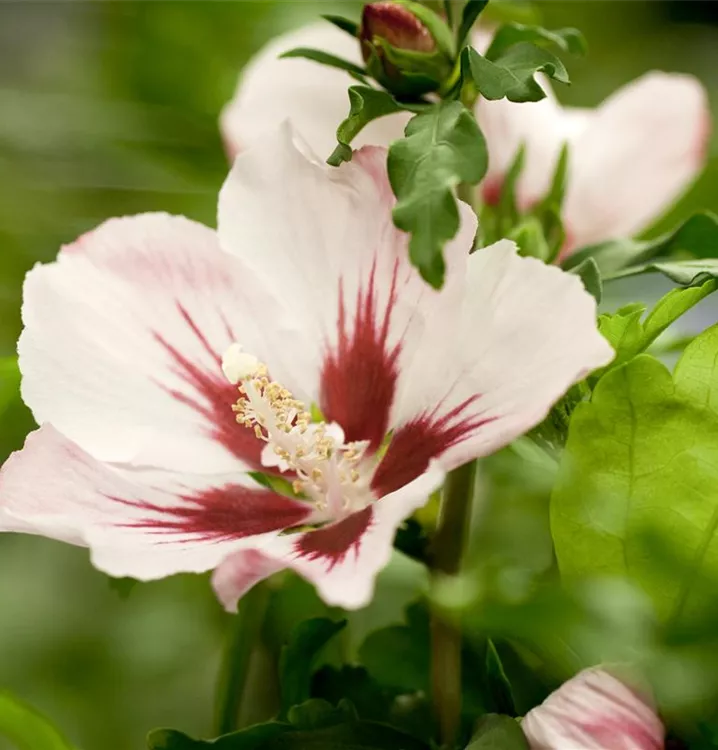 Garteneibisch 'Mathilda' - Hibiscus syriacus 'Mathilda' - Collection