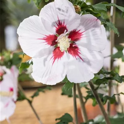 Sol 3xv mB 60- 80 - Garteneibisch 'Helene' - Hibiscus syriacus 'Helene' - Collection