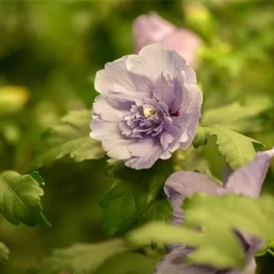 Sol 3xv mB 60- 80 - Garteneibisch 'Lavender Chiffon' -R- - Hibiscus syriacus 'Lavender Chiffon' -R- - Collection