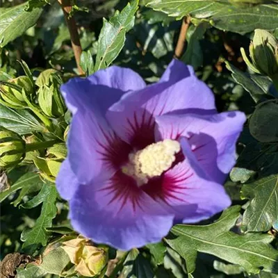 Sol 3xv mB 60- 80 - Garteneibisch 'Marina' - Hibiscus syriacus 'Marina' - Collection