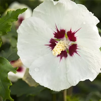 Sol 3xv mB 60- 80 - Garteneibisch 'Monstrosus' - Hibiscus syriacus 'Monstrosus' - Collection