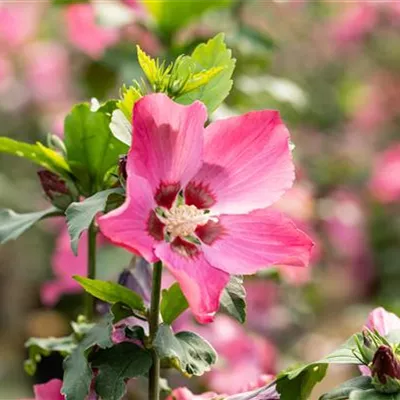 Sol 3xv mB 80- 100 - Garteneibisch 'Pink Flirt' - Hibiscus syriacus 'Pink Flirt' - Collection