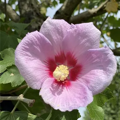 H 4xv mDb 20- 25 - Garteneibisch 'Resi' - Hibiscus syriacus 'Resi' - Collection