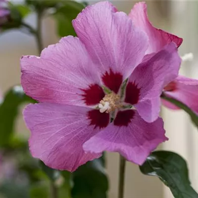 Sol 3xv mB 80- 100 - Garteneibisch 'Silke' -R- - Hibiscus syriacus 'Silke' -R- - Collection