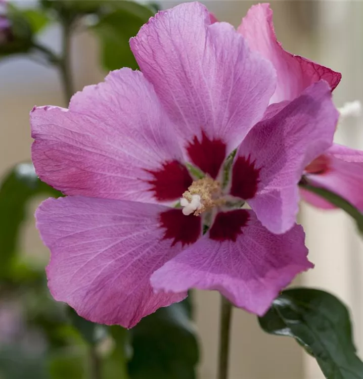 Garteneibisch 'Silke' -R- - Hibiscus syriacus 'Silke' -R- - Collection