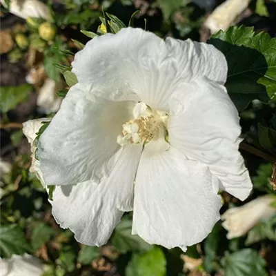 Sol 3xv mB 60- 80 - Garteneibisch 'Totus Albus' - Hibiscus syriacus 'Totus Albus' - Collection