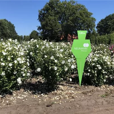 Sol 4xv mDb 150- 175 - Garteneibisch 'Totus Albus' - Hibiscus syriacus 'Totus Albus' - Collection