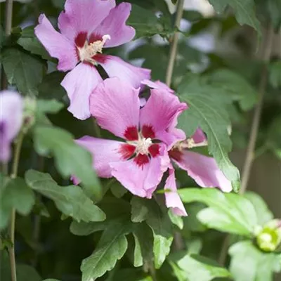 Sol 3xv mB 60- 80 - Garteneibisch 'Woodbridge' - Hibiscus syriacus 'Woodbridge' - Collection