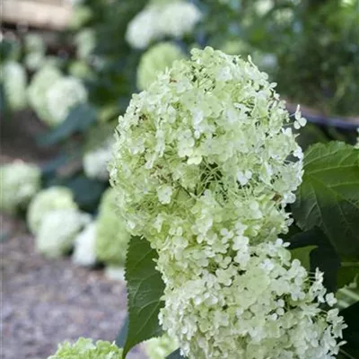 Sol 3xv mB 60- 80 - Ballhortensie 'Annabelle' - Hydrangea arbor. 'Annabelle' - Collection