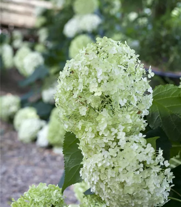 Hydrangea arbor. 'Annabelle' - Collection