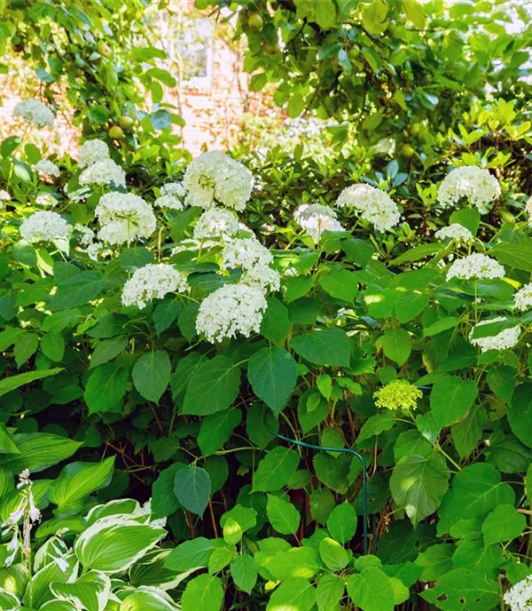 Hydrangea arbor. 'Grandiflora' - Collection