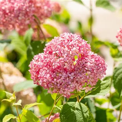 Sol 3xv mDb 60- 80 - Ballhortensie 'Pink Annabelle' -R- - Hydrangea arbor.'Pink Annabelle' -R- - Collection