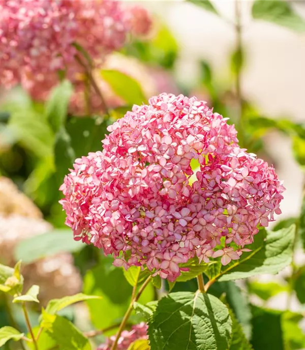 Hydrangea arbor.'Pink Annabelle' -R- - Collection