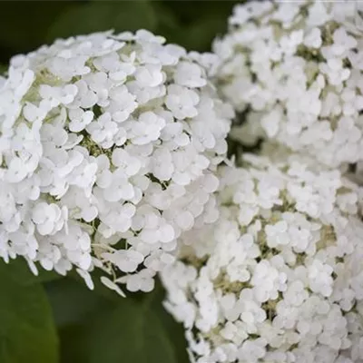 C 3 30- 40 - Ballhortensie 'Strong Annabelle' -R- - Hydrangea arbor.'Strong Annabelle' -R- - Collection