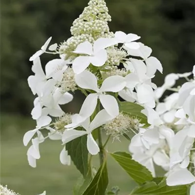 Sta mB Krone mehrj. Sth. 90- - Rispenhortensie 'Kyushu' Premiumgehölz - Hydrangea panic. 'Kyushu' - Collection