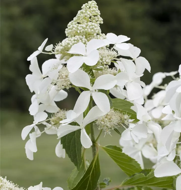 Rispenhortensie 'Kyushu' Premiumgehölz - Hydrangea panic. 'Kyushu' - Collection