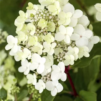 Sol 3xv mB 40- 60 - Rispenhortensie 'Vanille Fraise' -R- - Hydrangea panic. 'Vanille-Fraise' -R- - Collection