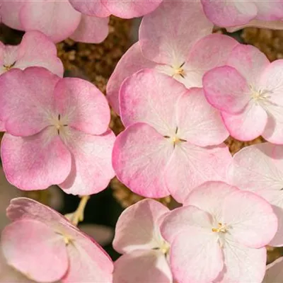 Sol C 20 100- 125 - Eichenblättr.Hortensie 'Snow Queen' - Hydrangea quercifolia 'Snow Queen' - Collection