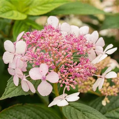 Sol 3xv mB 40- 60 - Kleinwüchs.Gartenhortensie 'Bluebird' - Hydrangea serrata 'Bluebird' - Collection