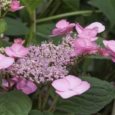 Sol 3xv mB 40- 60 - Kleinwüchs.Gartenhortensie 'Rosalba' - Hydrangea serrata 'Rosalba' - Collection