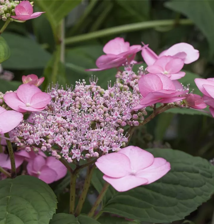 Kleinwüchs.Gartenhortensie 'Rosalba' - Hydrangea serrata 'Rosalba' - Collection