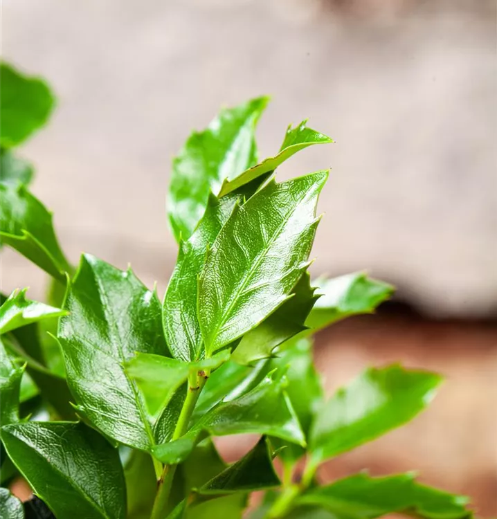 Stechpalme 'Blue Maid' -R- - Ilex meserveae 'Blue Maid' -R- - Collection