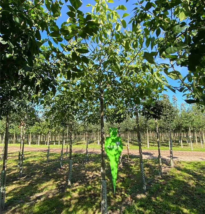 Walnuss 'Seifersdorfer Runde' - Juglans regia 'Seifersdorfer Runde' CAC - Collection