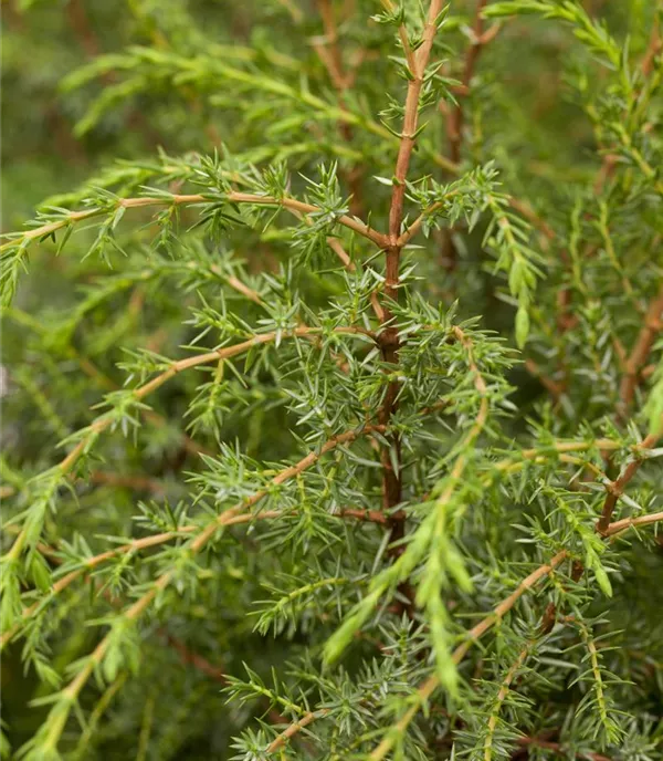 Juniperus com.'Hibernica' - Collection