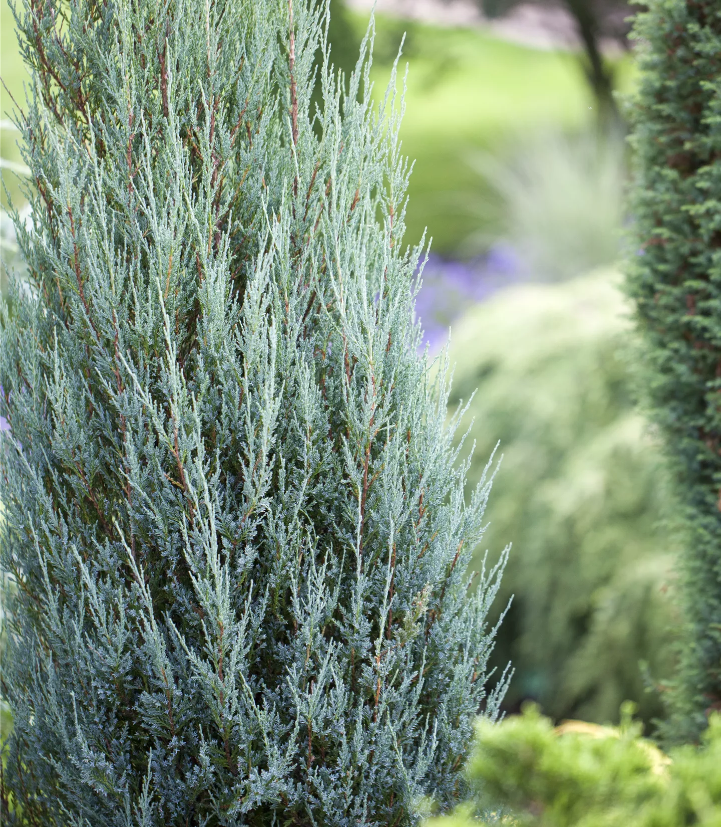 Juniperus scopulorum 'Blue Arrow' - Collection