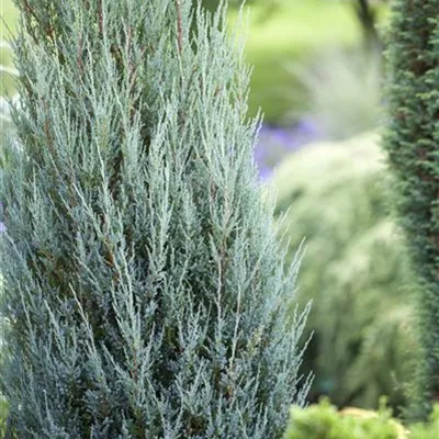 3xv mB 80- 100 - Wacholder 'Blue Arrow' - Juniperus scopulorum 'Blue Arrow' - Collection