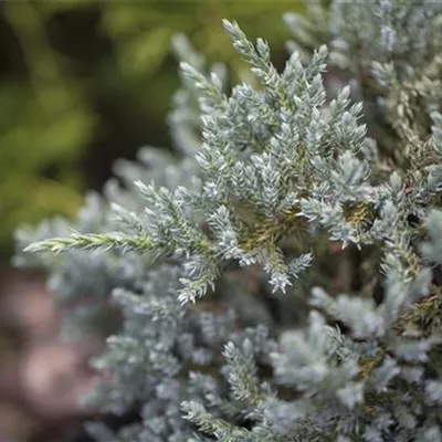 3xv mB 60- 80 - Grauer Zypressen-Wacholder - Juniperus virginiana 'Glauca' - Collection