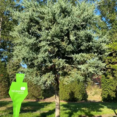 mB 40- 50 - Grauer Zypressen-Wacholder - Juniperus virginiana 'Glauca' - Collection