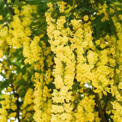 H C 30 8- 10 - Edel-Goldregen - Laburnum watereri 'Vossii' - Collection