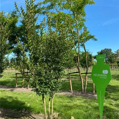 Schirm 4xv mDb 100-150 x 250- 300 - Chinesische Kräuselmyrte 'Muskogee' - Lagerstroemia indica 'Muskogee' - Collection