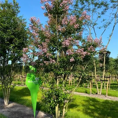 Schirm 5xv mDb 150-200 x 350- 400 - Chinesische Kräuselmyrte 'Muskogee' - Lagerstroemia indica 'Muskogee' - Collection