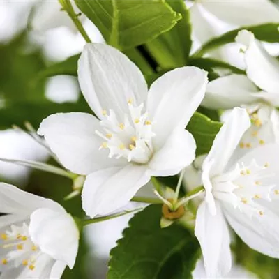 Topfgrösse 2.5 Liter - Deutzie - Deutzia gracilis 'Nikko'