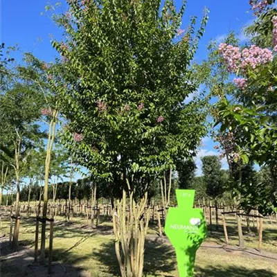 Schirm 5xv mDb 150-200 x 400- 450 - Chinesische Kräuselmyrte 'Muskogee' - Lagerstroemia indica 'Muskogee' - Collection