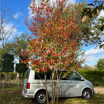 Schirm 5xv mDb 150-200 x 400- 450 - Chinesische Kräuselmyrte 'Muskogee' - Lagerstroemia indica 'Muskogee' - Collection