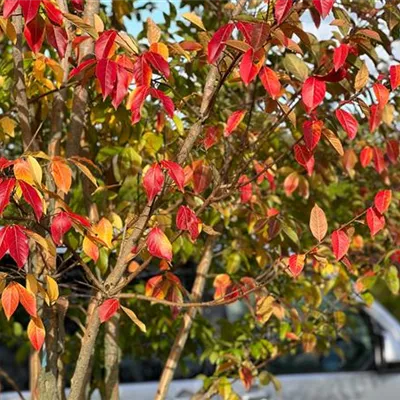 Schirm 5xv mDb 150-200 x 400- 450 - Chinesische Kräuselmyrte 'Muskogee' - Lagerstroemia indica 'Muskogee' - Collection