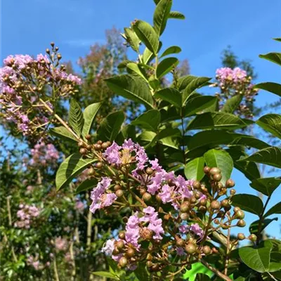 Schirm 6xv mDb 200-300 x 350- 400 - Chinesische Kräuselmyrte 'Muskogee' - Lagerstroemia indica 'Muskogee' - Collection