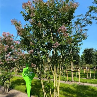 Schirm 6xv mDb 200-300 x 350- 400 - Chinesische Kräuselmyrte 'Muskogee' - Lagerstroemia indica 'Muskogee' - Collection