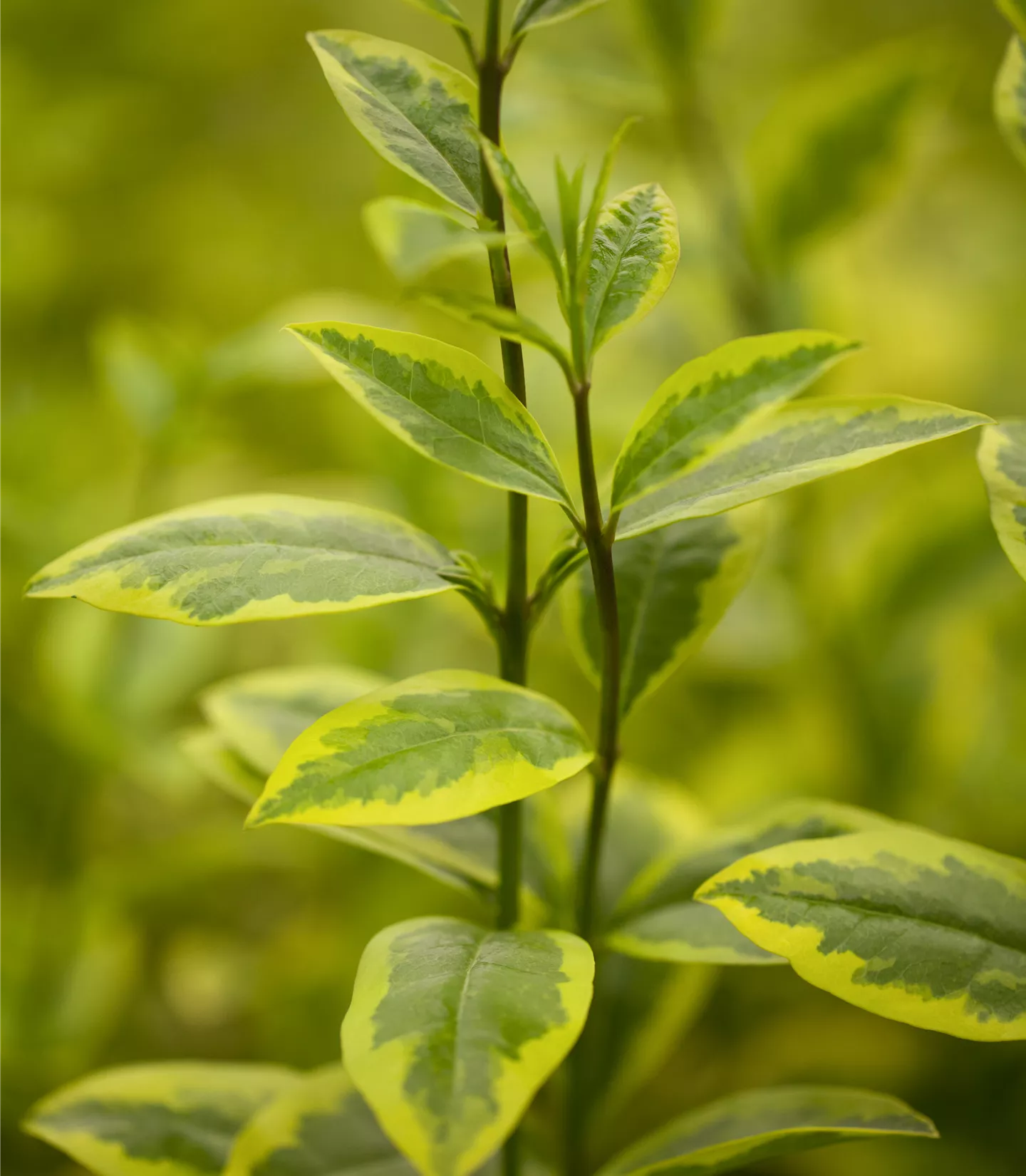 Ligustrum ovalifolium 'Aureum' - Collection