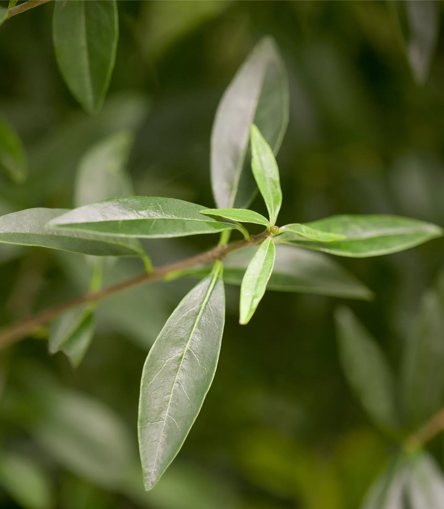 Ligustrum vulgare - Collection